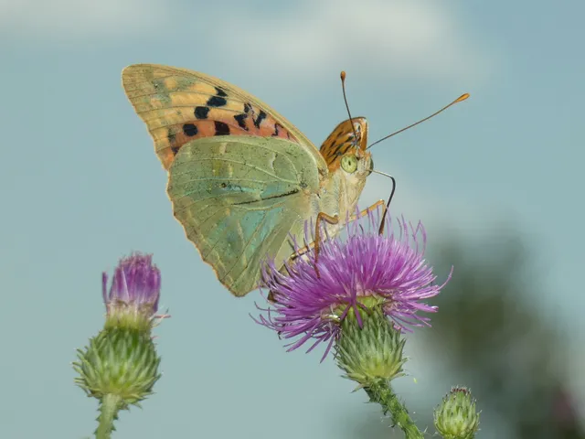 Argynnis pandora - zöldes gyöngyházlepke