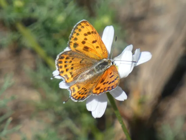 Lycaena thersamon - kis tűzlepke