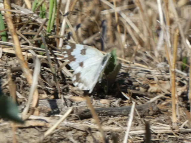 Pontia edusa - rezedalepke