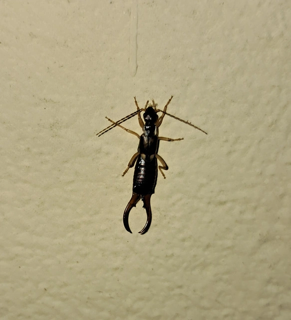 Forficula auricularia - közönséges fülbemászó
