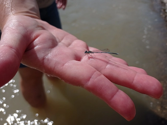 Platycnemis pennipes - széleslábú szitakötő