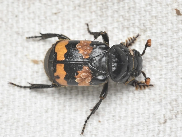 Nicrophorus interruptus - sárgaszőrű temetőbogár