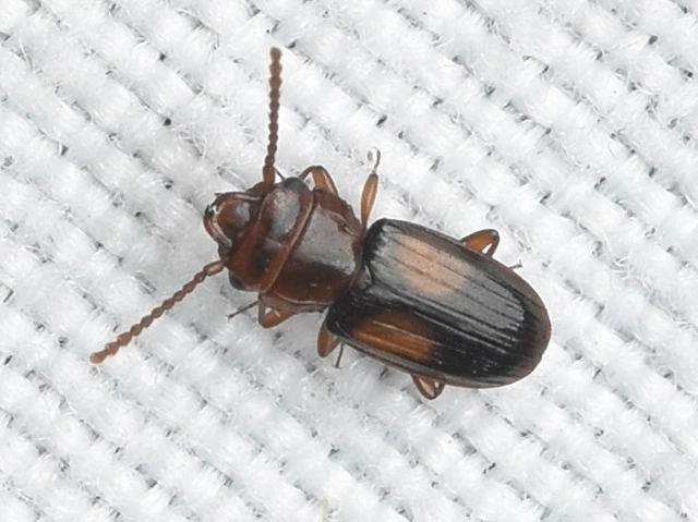 Laemophloeus monilis - nagyfoltú szegélyeslapbogár