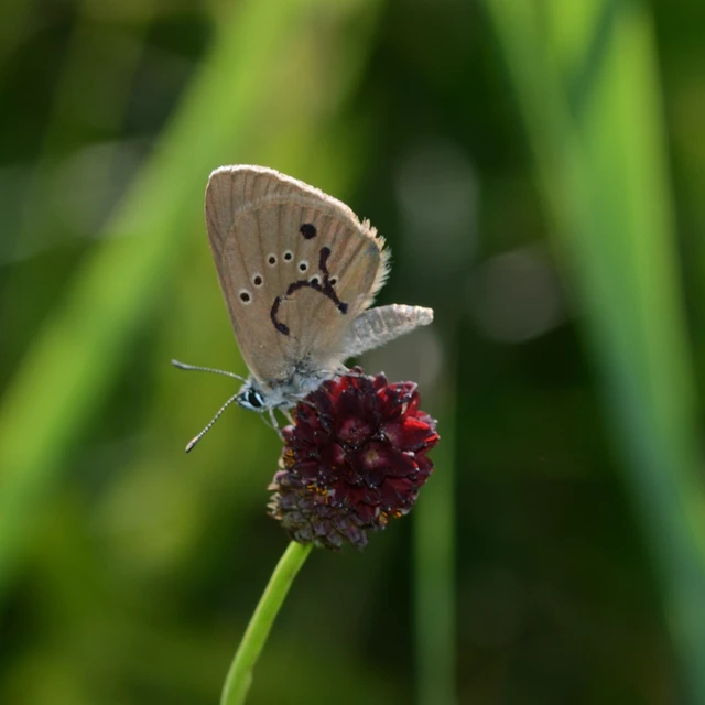 Phengaris nausithous - sötétaljú hangyaboglárka