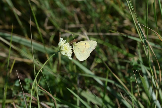 Colias croceus - sáfránylepke