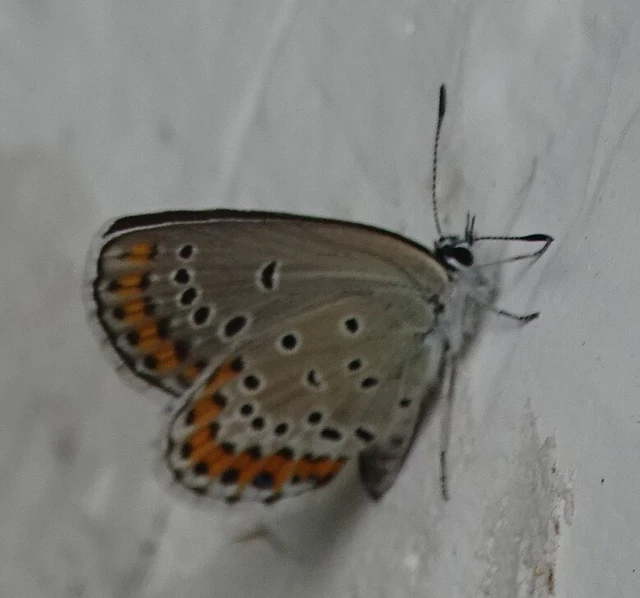 Plebejus argyrognomon - tintakék boglárka