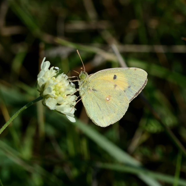 Colias croceus - sáfránylepke