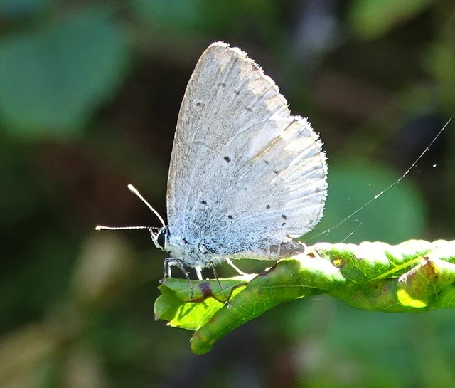 Celastrina argiolus - bengeboglárka