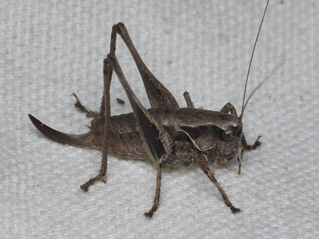 Pholidoptera griseoaptera - szürke avarszöcske
