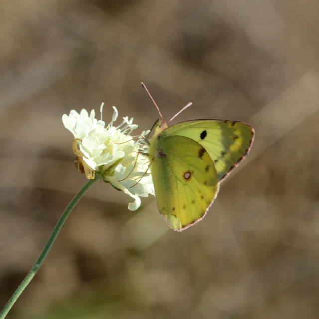 Colias hyale - kéneslepke
