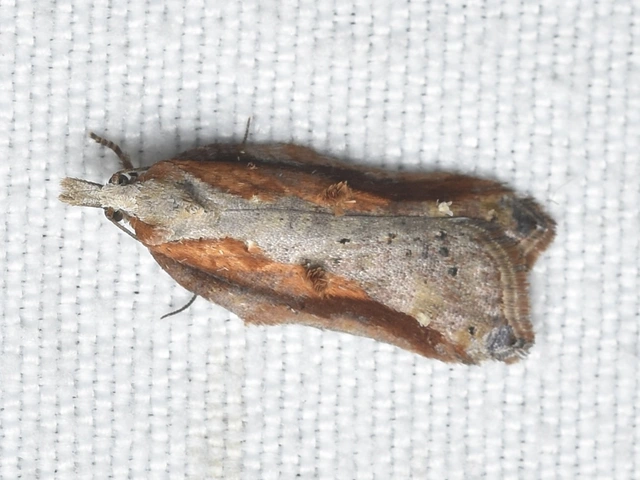 Acleris cristana - pamacsos levélmoly