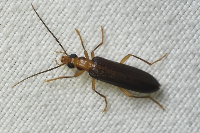 Nacerdes carniolica - karnóliai álcincér