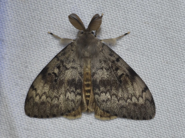 Lymantria dispar - gyapjaslepke