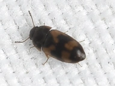 Litargus connexus - szalagos gombabogár