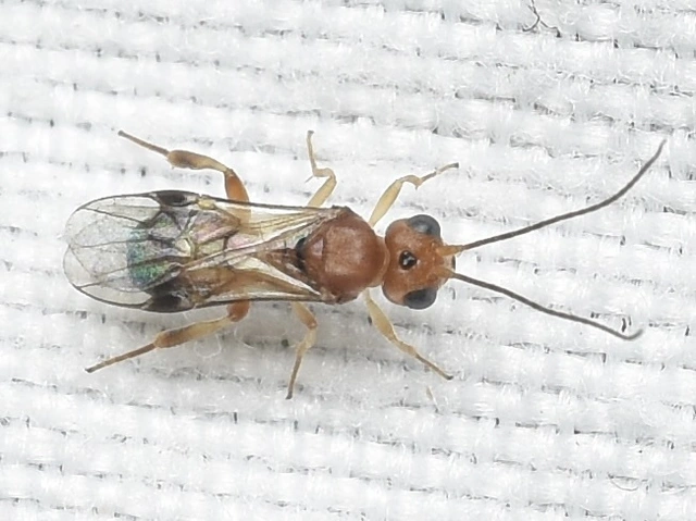 Braconidae - gyilkosfürkészek