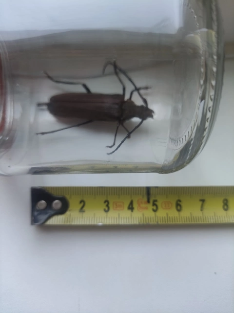 Aegosoma scabricorne - diófacincér
