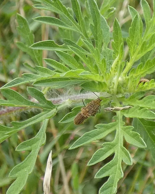 Ophraella communa - parlagfű-olajosbogár