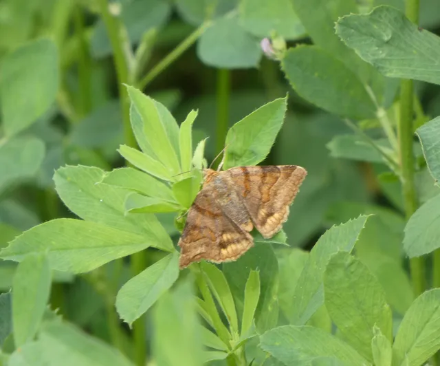Euclidia glyphica - közönséges nappalibagoly