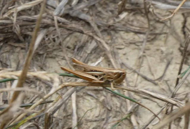 Euchorthippus declivus - rövidszárnyú rétisáska