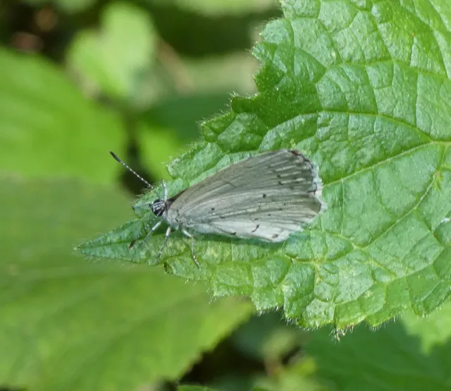 Celastrina argiolus - bengeboglárka