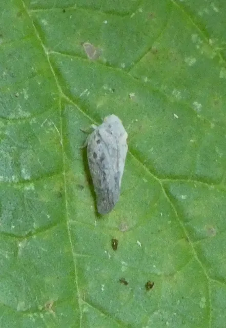 Metcalfa pruinosa - amerikai lepkekabóca