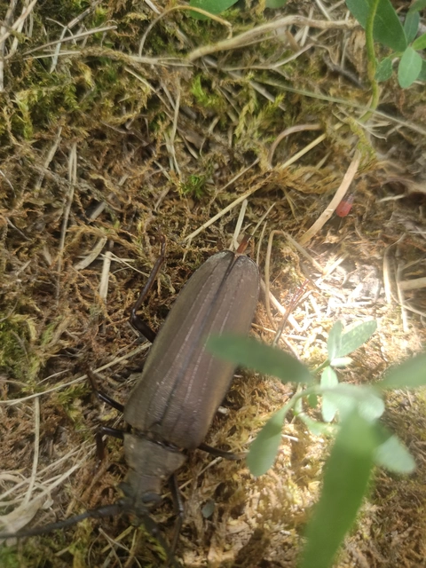 Aegosoma scabricorne - diófacincér