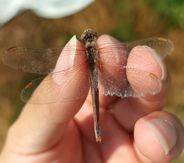 Sympetrum fonscolombii - vándor katona-szitakötő