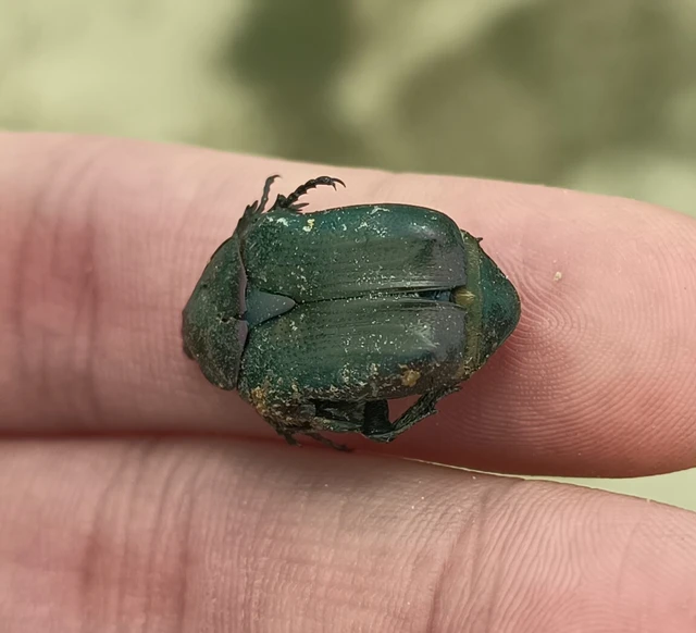Cetonia aurata - aranyos virágbogár