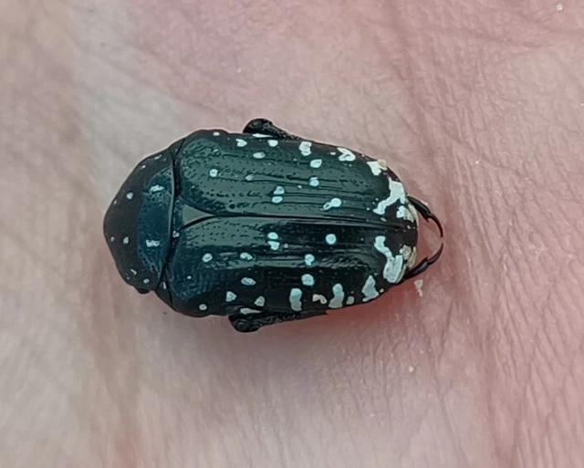 Oxythyrea funesta - sokpettyes virágbogár