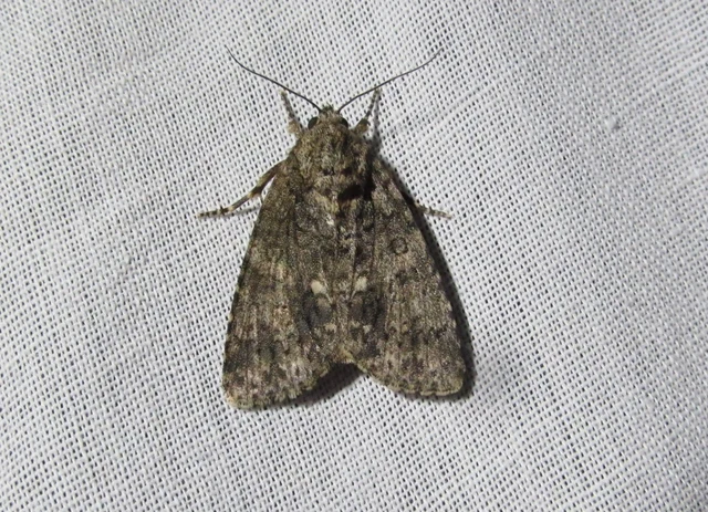 Acronicta rumicis - sóska-szigonyosbagoly