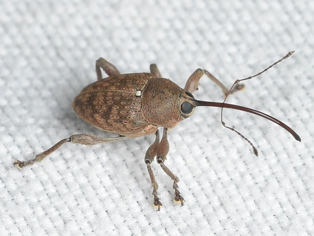 Curculio