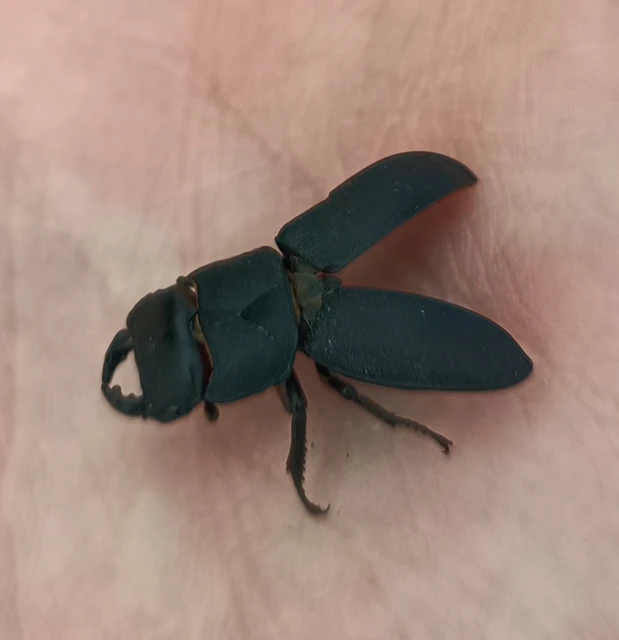 Dorcus parallelipipedus - kis szarvasbogár