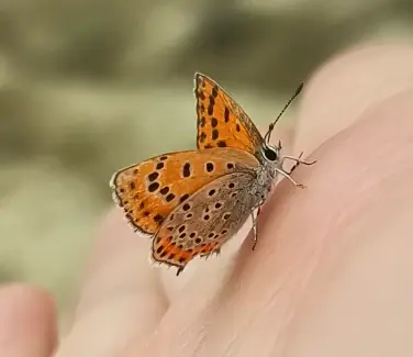 Lycaena thersamon - kis tűzlepke