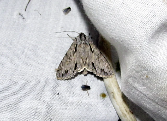 sóskaborbolya-bagoly - Auchmis detersa