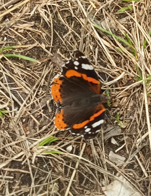 Vanessa atalanta - atalantalepke