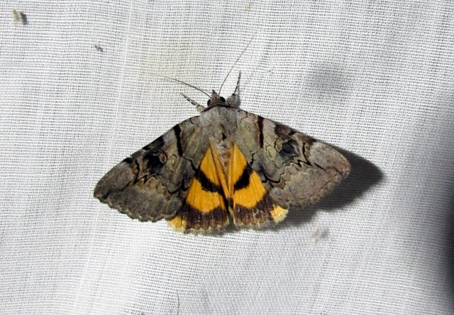Catocala hymenaea - kökény-övesbagoly