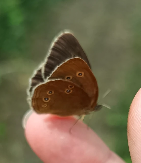 Aphantopus hyperanthus - közönséges ökörszemlepke