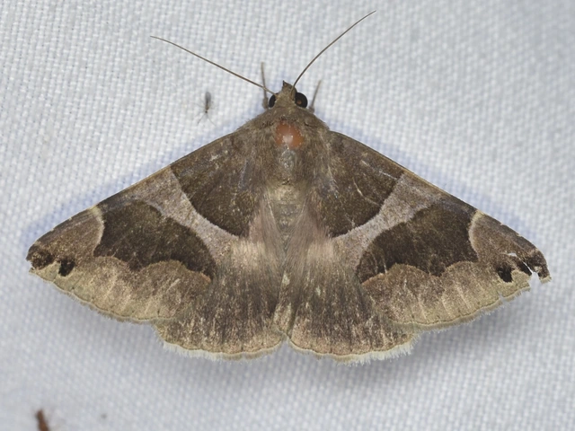 déli porcelánbagoly - Dysgonia algira