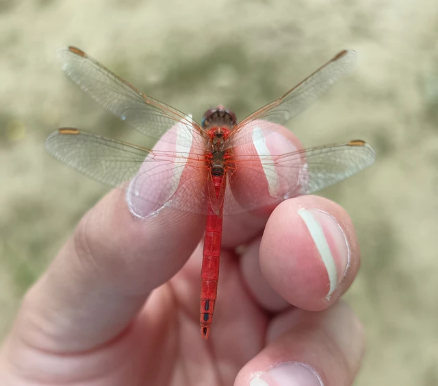 Sympetrum fonscolombii - vándor katona-szitakötő