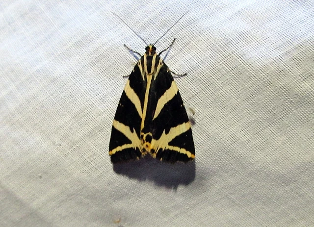 Euplagia quadripunctaria - csíkos medvelepke