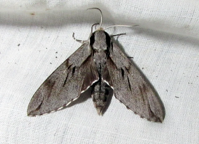 Hyloicus pinastri - fenyőszender