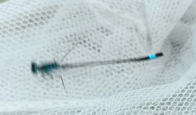Ischnura elegans pontica - kéköves légivadász