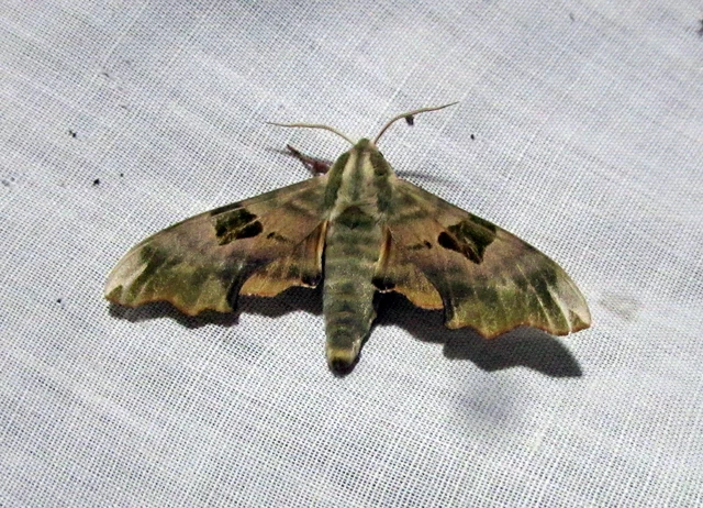 Mimas tiliae - hársfaszender