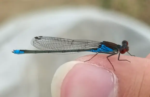 Erythromma viridulum - kis pirosszemű-légivadász