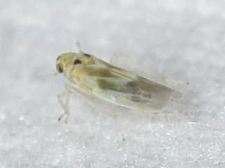 Arboridia