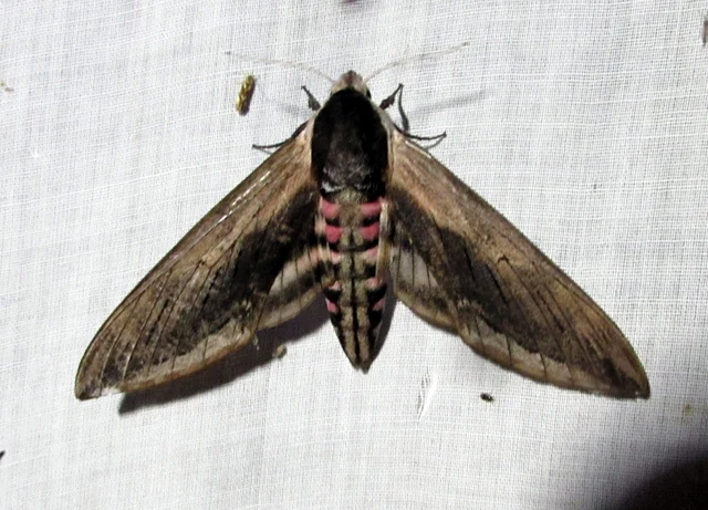 Sphinx ligustri - fagyalszender