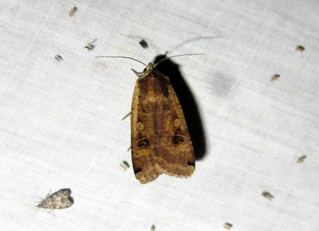 nagy sárgafűbagoly - Noctua pronuba