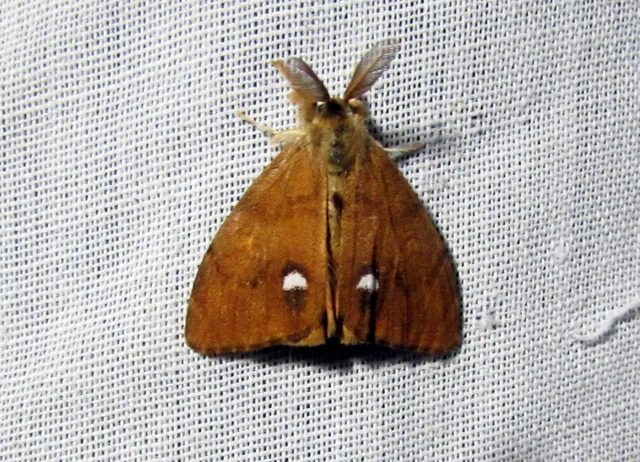 rozsdabarna kisszövő - Orgyia antiqua
