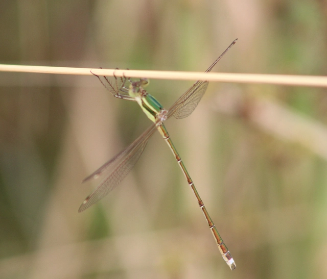 Lestes barbarus - foltosszárnyjegyű rablószitakötő