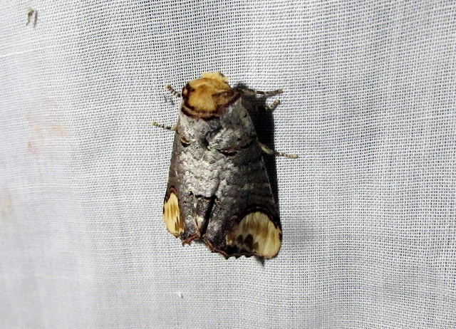 Phalera bucephala - sárgafoltos púposszövő
